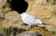 Portfolio Item (Multiple Images)